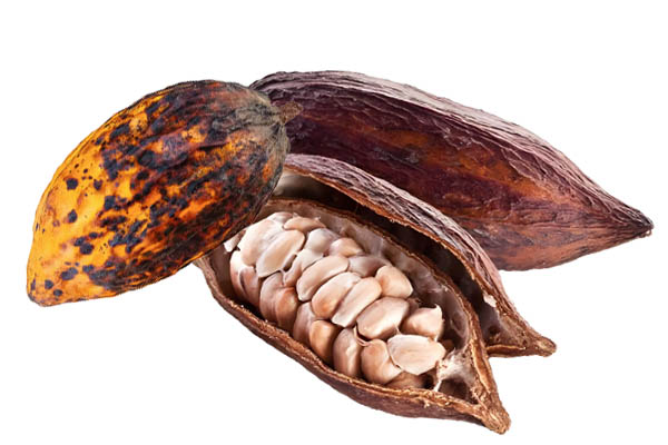 How is the raw material for cocoa beans processed?